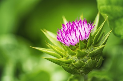 blessed-thistle
