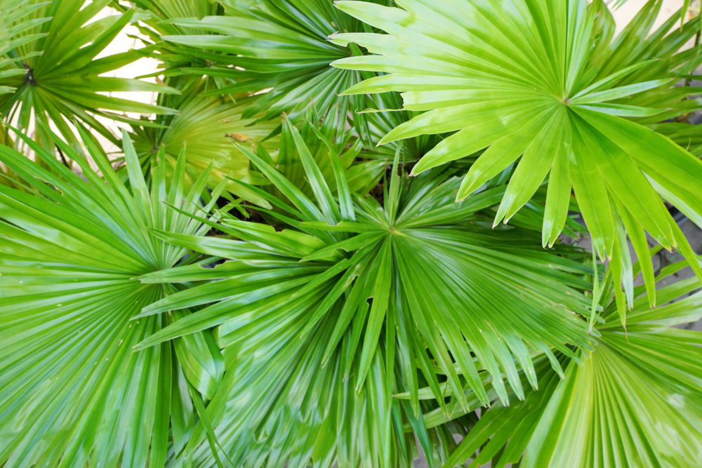 saw-palmetto